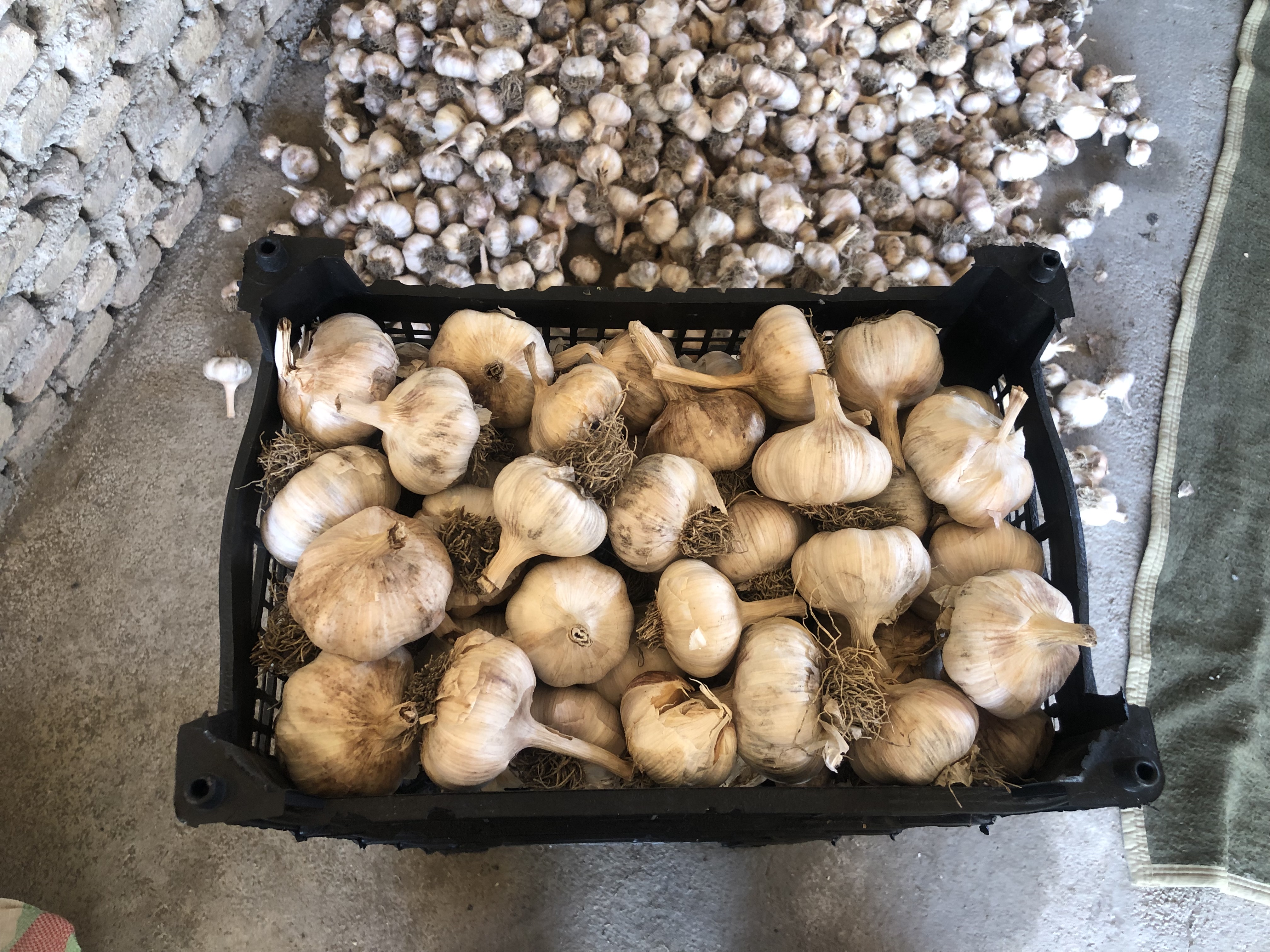 فروش سیر