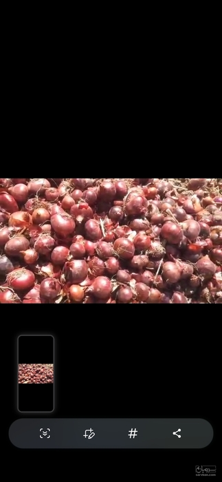 فروش پیازقرمز