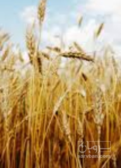 فروش گندم