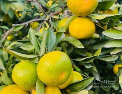 فروش نارنگی ژاپنی