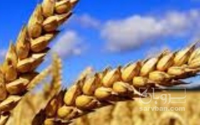 فروش گندم