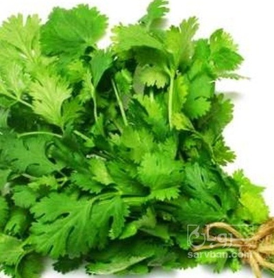 فروش گشنیز