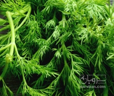 فروش شوید تازه