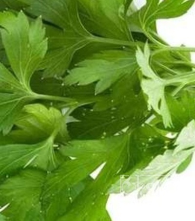 فروش جعفری تازه