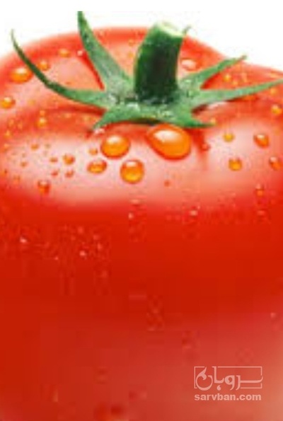 فروش گوجه فرنگی