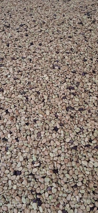 فروش باقلا خشک