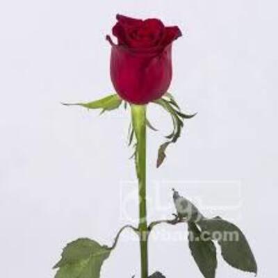 فروش گل رز