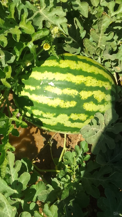 فروش هندوانه