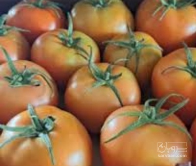 فروش گوجه فرنگی برو بیو