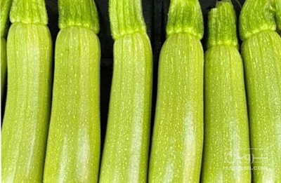 فروش کدو  سبز