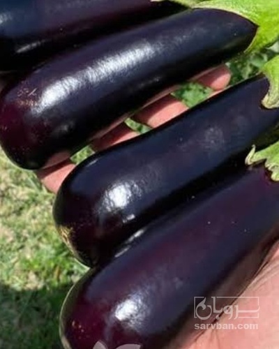 فروش بادمجان