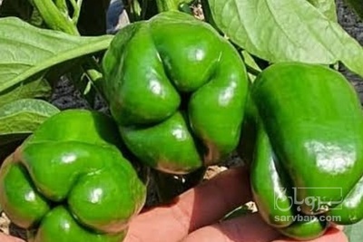 فروش فلفل دلمه ای