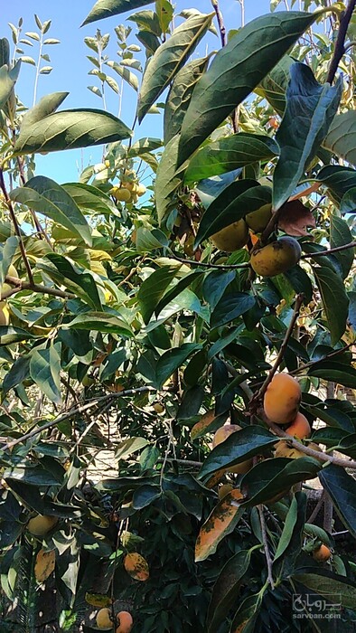 فروش خرمالو