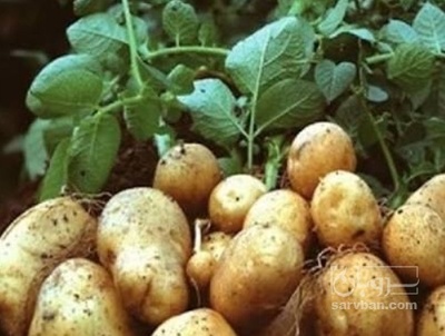فروش سیب زمینی اگریا