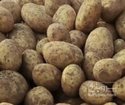 فروش سیب زمینی جلی
