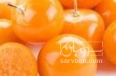 فروش فیسالیس - میوه