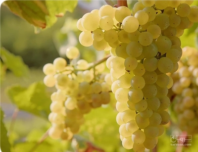 فروش انگورعسکری