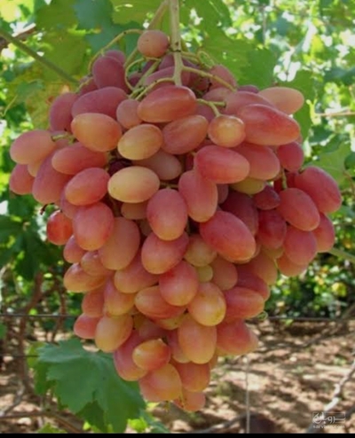 فروش انگور یاقوتی