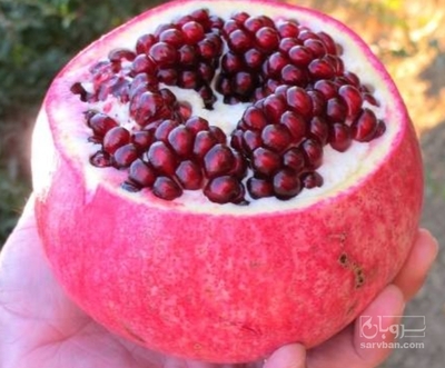 فروش انار
