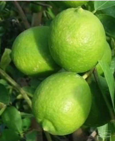 فروش لیمو ترش سنگی