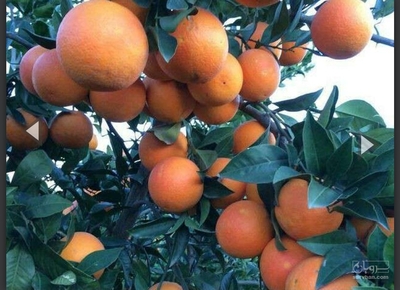 فروش پرتقال تامسون