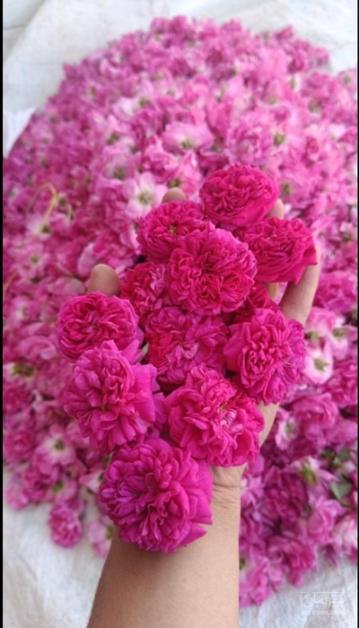 فروش گل محمدی (گیاه‌ دارویی)