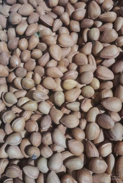 فروش بادام کوهی