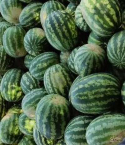 فروش هندوانه