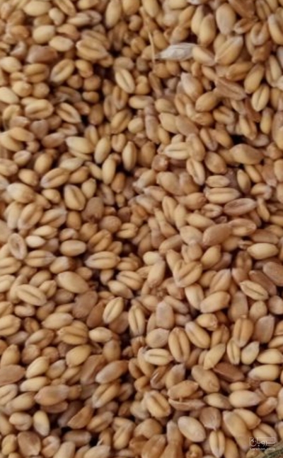 فروش گندم