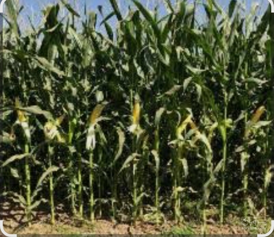 فروش چاپر ذرت - سیلاژ ذرت