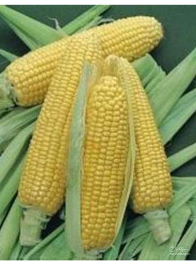 فروش ذرت