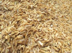 فروش  شلتوک برنج