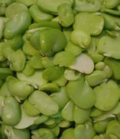 فروش باقلا تازه - باقالی - باقالا