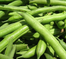 فروش لوبیا سبز