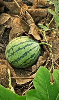 فروش هندوانه