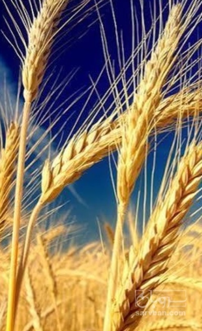 فروش گندم