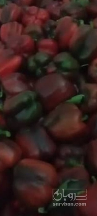 فروش فلفل دلمه ای درجه