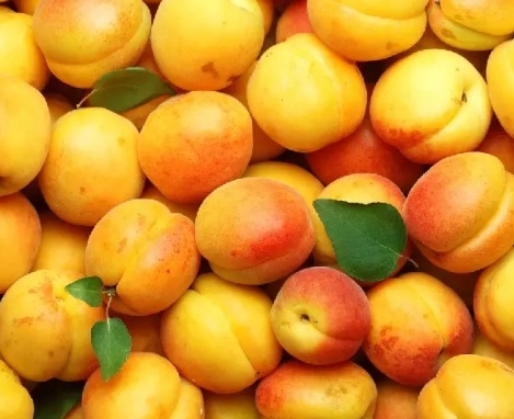 فروش زردآلو