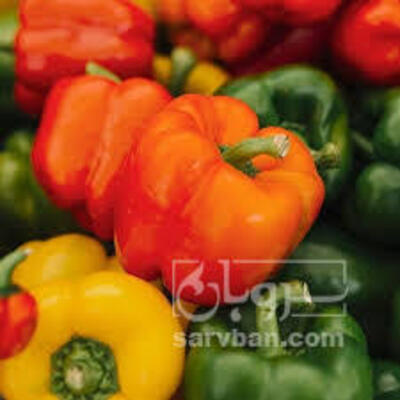 فروش فلفل دلمه ای رنگی
