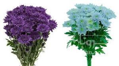 فروش گل داوودی (گیاه‌ دارویی)