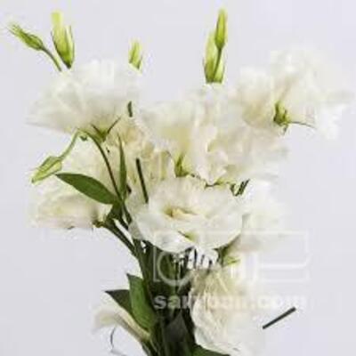 فروش گل لیسین