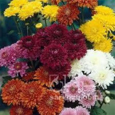 فروش گل داوودی (گیاه‌ دارویی)