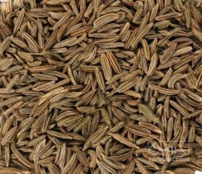 فروش زیره سیاه