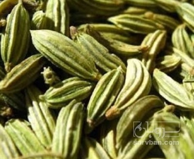 فروش زیره  سبز(گیاه‌ دارویی)