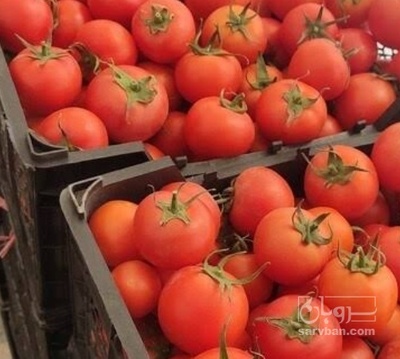 فروش گوجه فرنگی