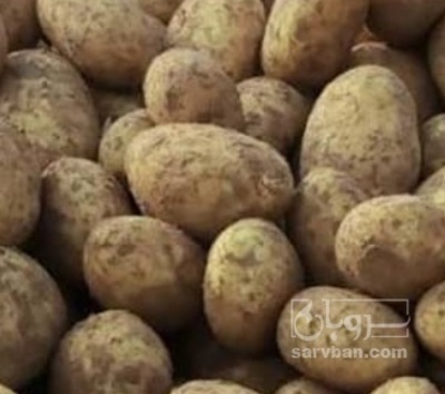 فروش سیب زمینی