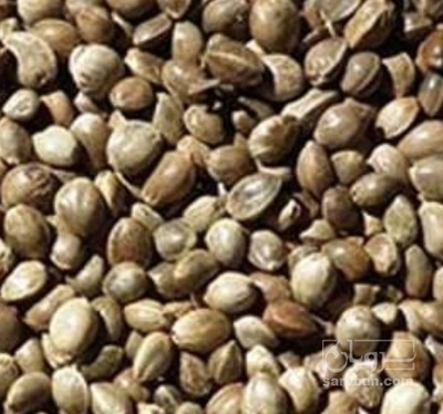 فروش شاه دانه