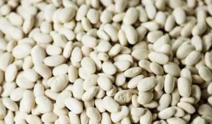 فروش لوبیا سفید