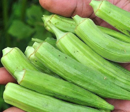 فروش بامیه