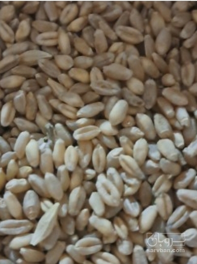 فروش گندم